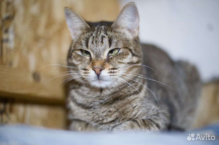 Кошечка Юська