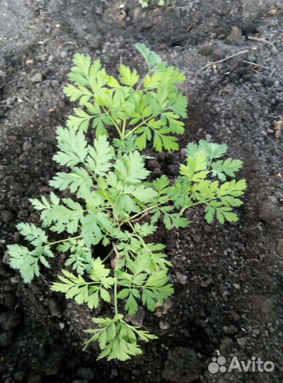 Обмен дицентры на другие цветы