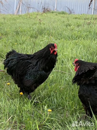 Петух брама