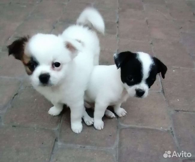 Крошки чихуахуа