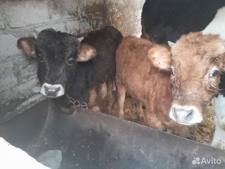 Бычки и телята