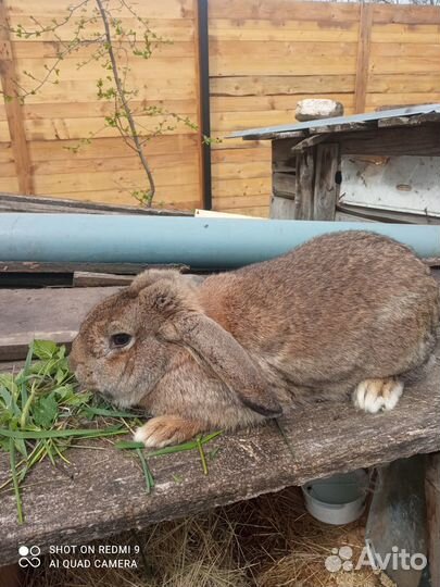 Кролики. Самцы для дальнейшего разведения