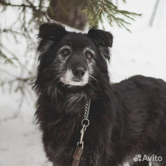 Пума всё еще в приюте