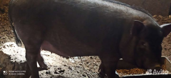 Мясо свинина домашняя