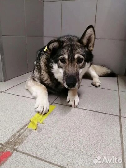 Собака в добрые руки