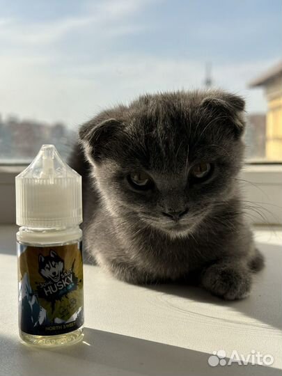 Кошка в дар