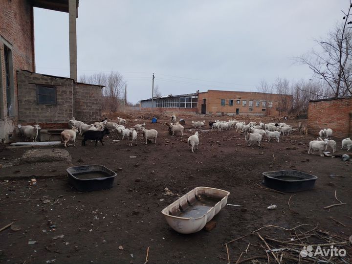 Продаются стадо коз