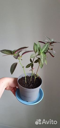 Руэллия красивоцветущаяя