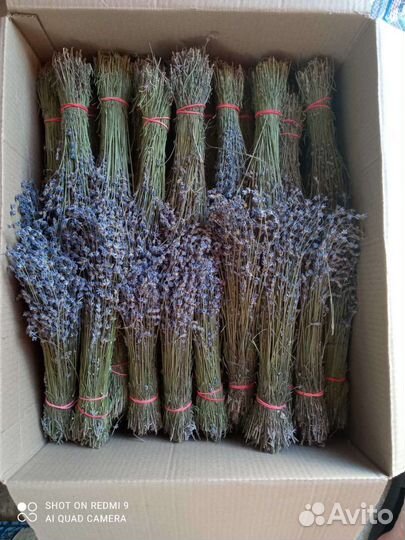 Лаванда пучки