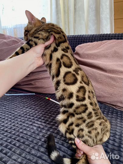 Бенгальские котята
