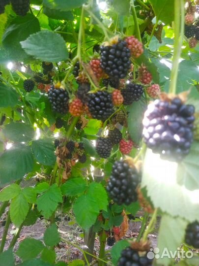 Малиновое дерево. Саженцы. Ежевика. Малина