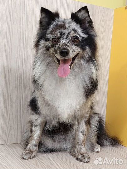 Немецкий шпиц