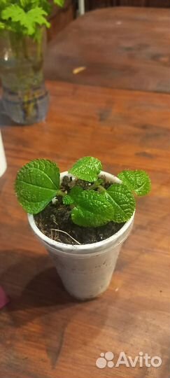 Пилия,плектрантус