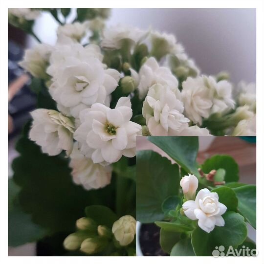 Каланхоэ блоссфельда каландива