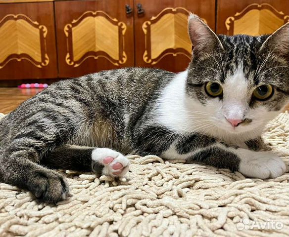 Кот подросток в добрые руки