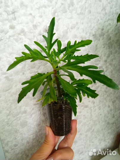 Каланхоэ лациниата