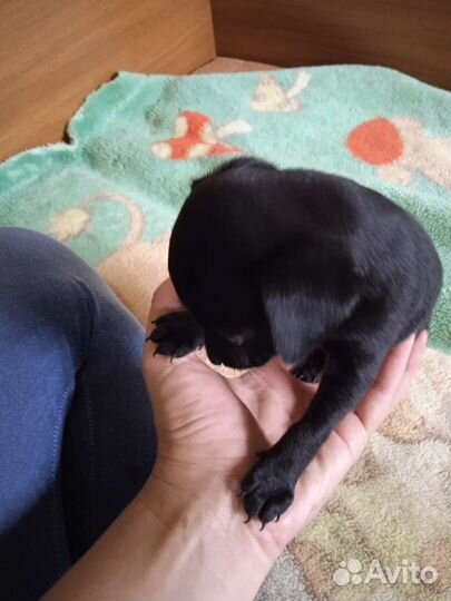 Той-терьер щенки