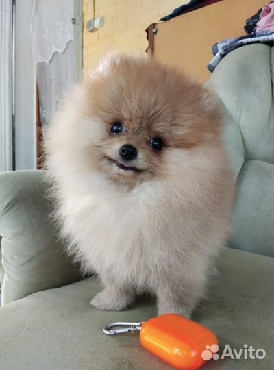 Щенки шпица мини