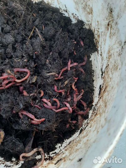 Черви навозные, земляные