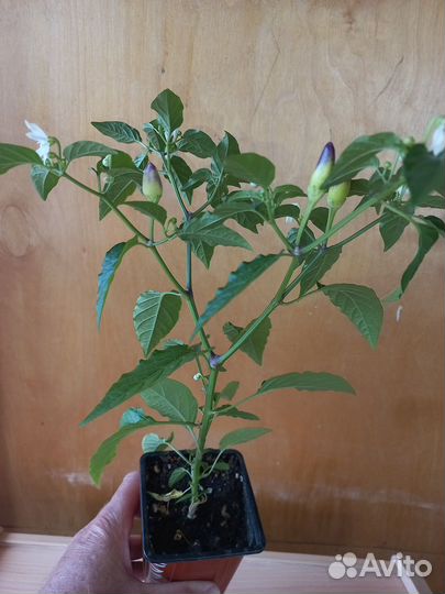 Комнатные острые перчики