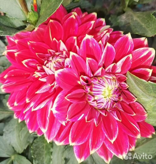 Георгины низкорослые