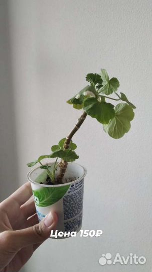 Пеларгония герань розебудная красная розочками