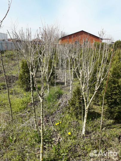 Гибискус древовидный (крупномер)