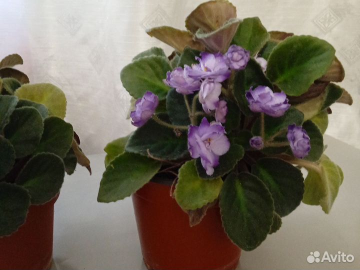 Детки фиалки