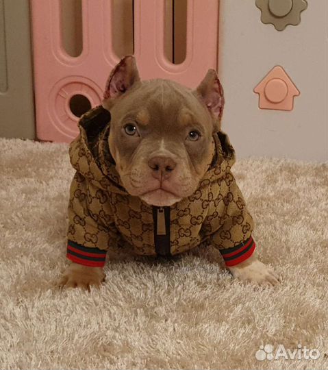 Американский булли