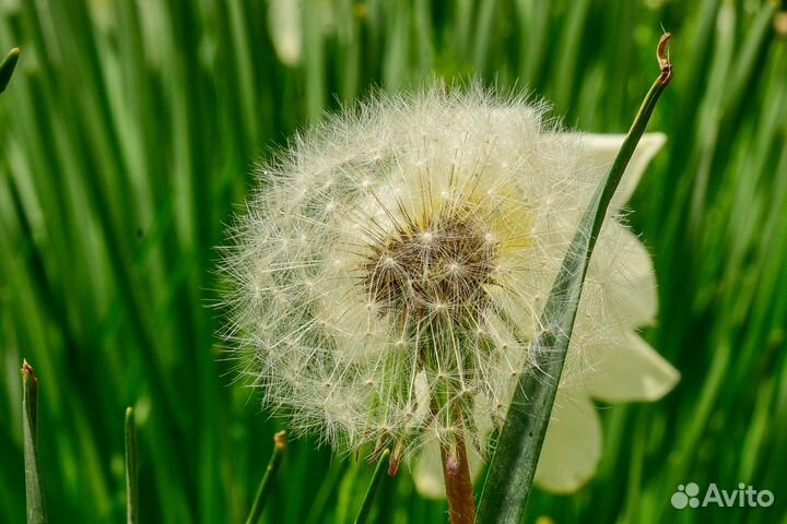 Nikon 55mm f/2.8 Micro MF