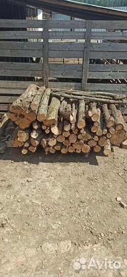 Стволы можжевельника