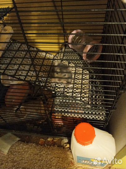 Джунгарский Хомяк