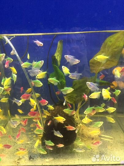 Аквариумные рыбки