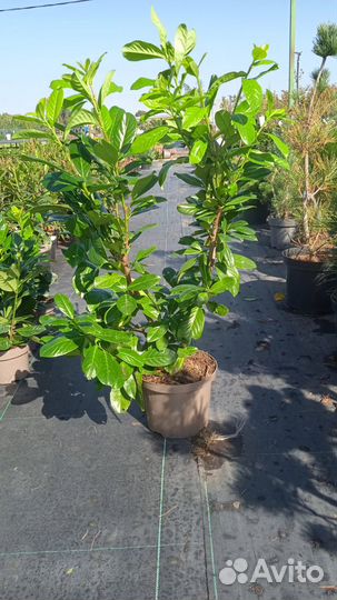 Вечнозеленые. Фотиния. Лавровишня.Пиерис. Нандина