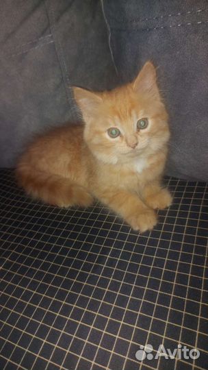 Шотландский прямоухий котенок