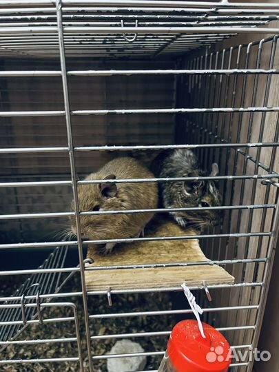 Белка дегу с клеткой