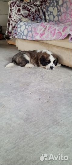 Московская сторожевая