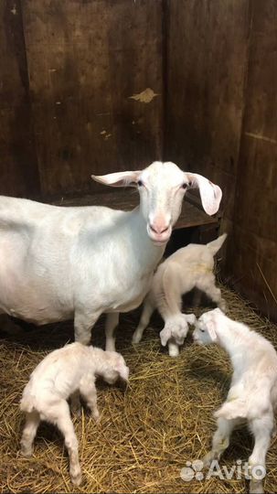 Сельхоз животные козы