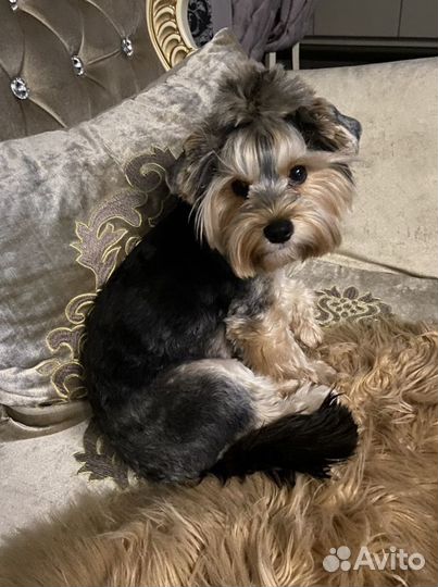 Передержка для собак