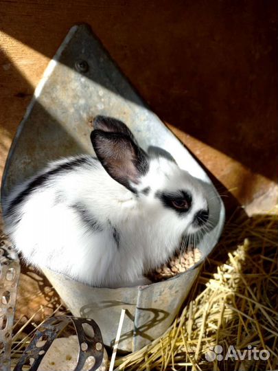 Кролики мясных пород