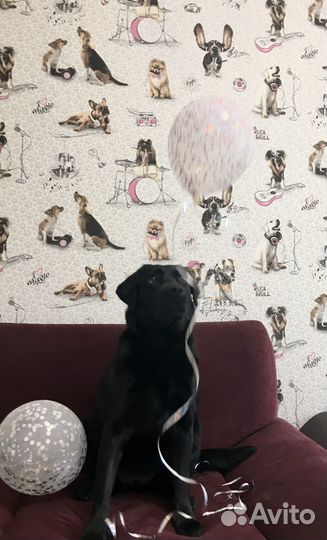 Собака для фотосессии съемки лабрадор