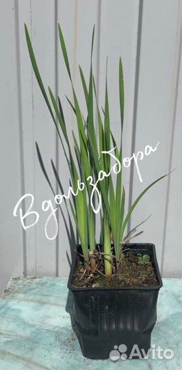 Ирис сибирский Дабл Стандарт