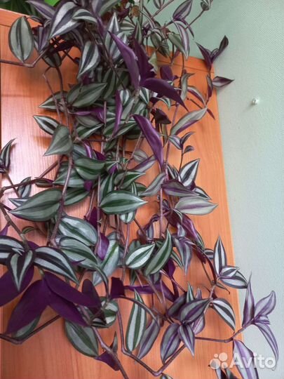 Традесканция