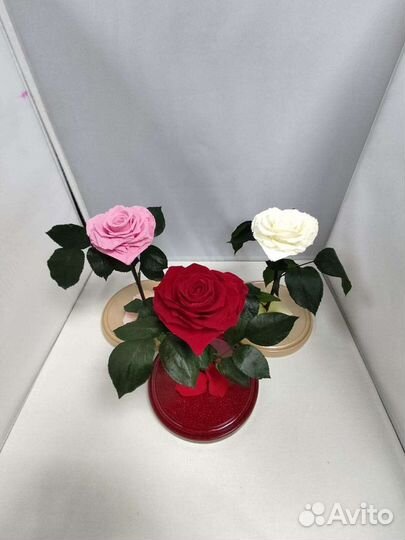 Роза в колбе