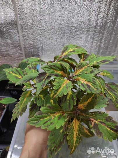 Колеусы сортовые