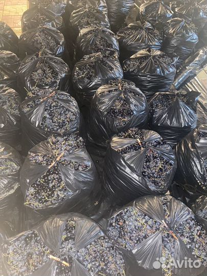 Виноград Молдова