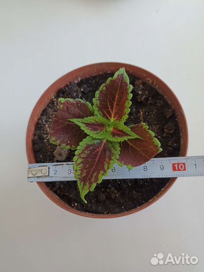 Цветы колеусы, три вида