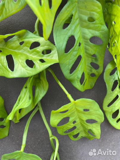 Монстера манки