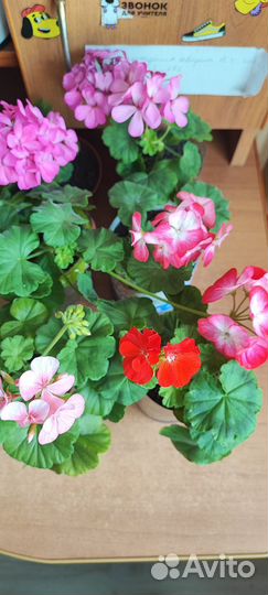 Пеларгония герань