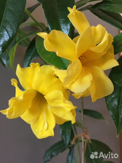 Красивоцветущие экзотические растения